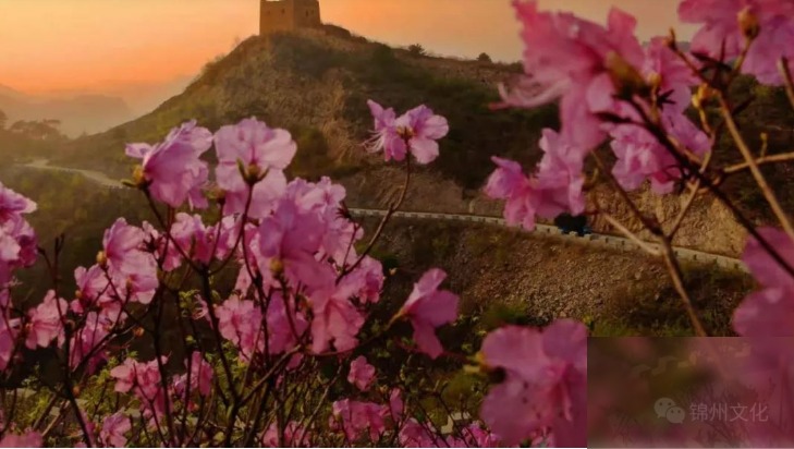 diaoshanghai_10810_93e53d0894c0.png