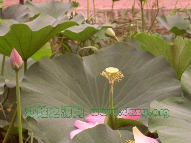 cns_dxzy_68b400d8a077d0cd09_2.jpg