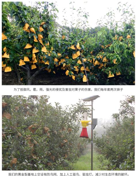 【特产】博望房氏黄金梨--值得用一年时间等待这一口甜美：房氏工商纪要.jpg