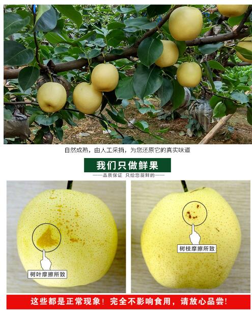 【特产】博望房氏黄金梨--值得用一年时间等待这一口甜美：房氏工商纪要.jpg