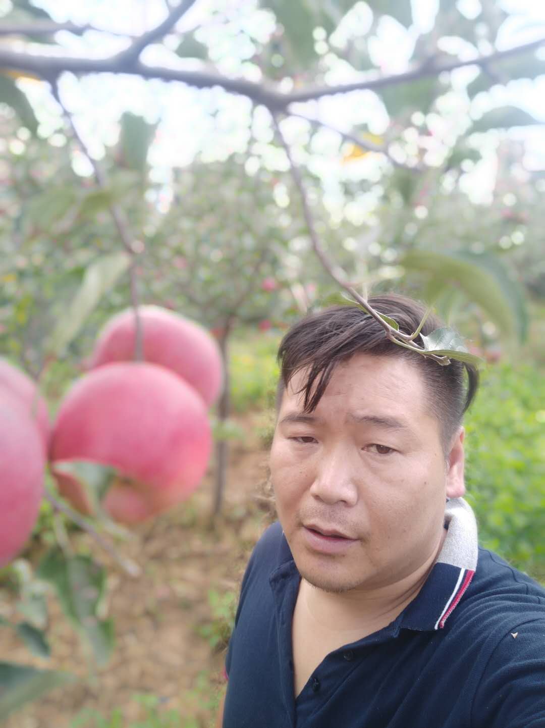 【帮扶】云南昭通房家人的丑苹果，是你吃过最好吃的苹果：海外房氏纪闻.jpg