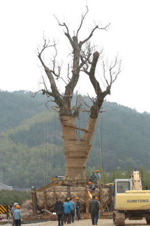 浙江余姚斥资400万为800年老银杏树搬家（谱牒资料）.jpg