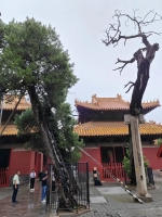 古树名木 | 亘古通今，龙凤呈祥——孔庙龙凤柏（胜迹史料）.jpg