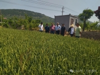 枣庄市孔子后裔联谊会赴山亭区诚业农业合作社参观调研（宗亲纪事）.jpg