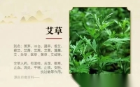 彼采艾兮，一日不见，如三岁兮——最美的艾长在《诗经》里（文化资料）.png