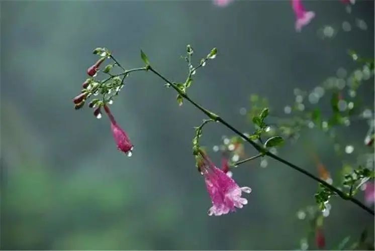 【2023优秀诗歌年选205】郁郁的雨（散文诗2篇）：：平书宪（文献整理）.jpg