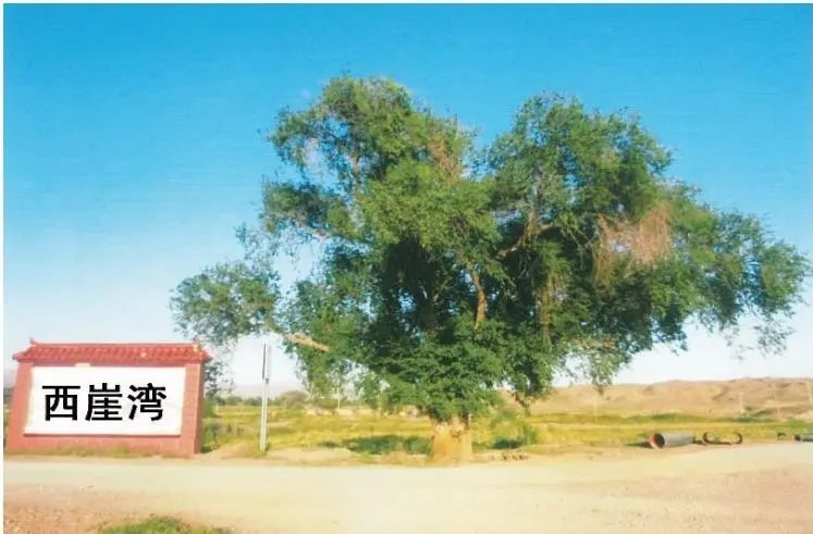 甘肃张掖平氏宗谱序（谱牒资料）.jpg