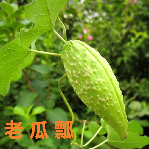 故乡的东山.png