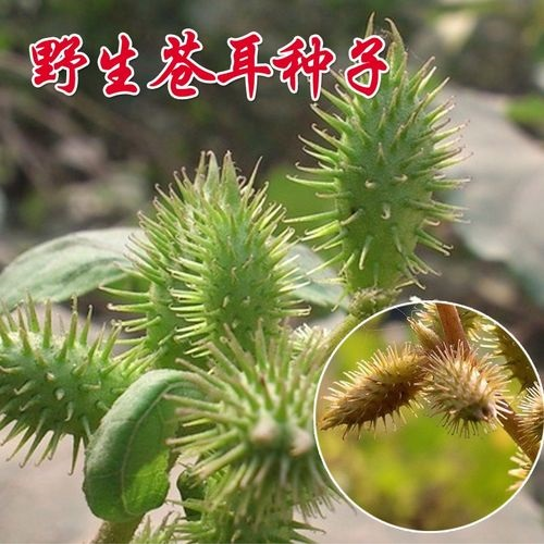 故乡的东山.png