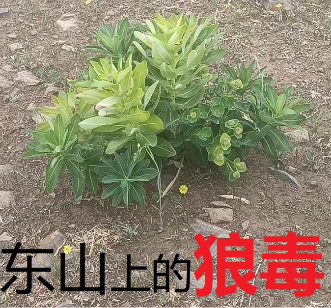 故乡的东山.png
