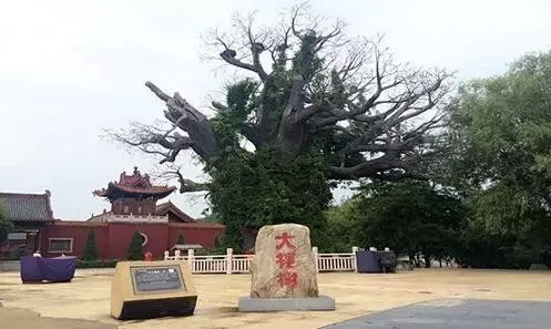 濮阳人真是从山西大槐树下迁来的么？（源流考略）.jpg