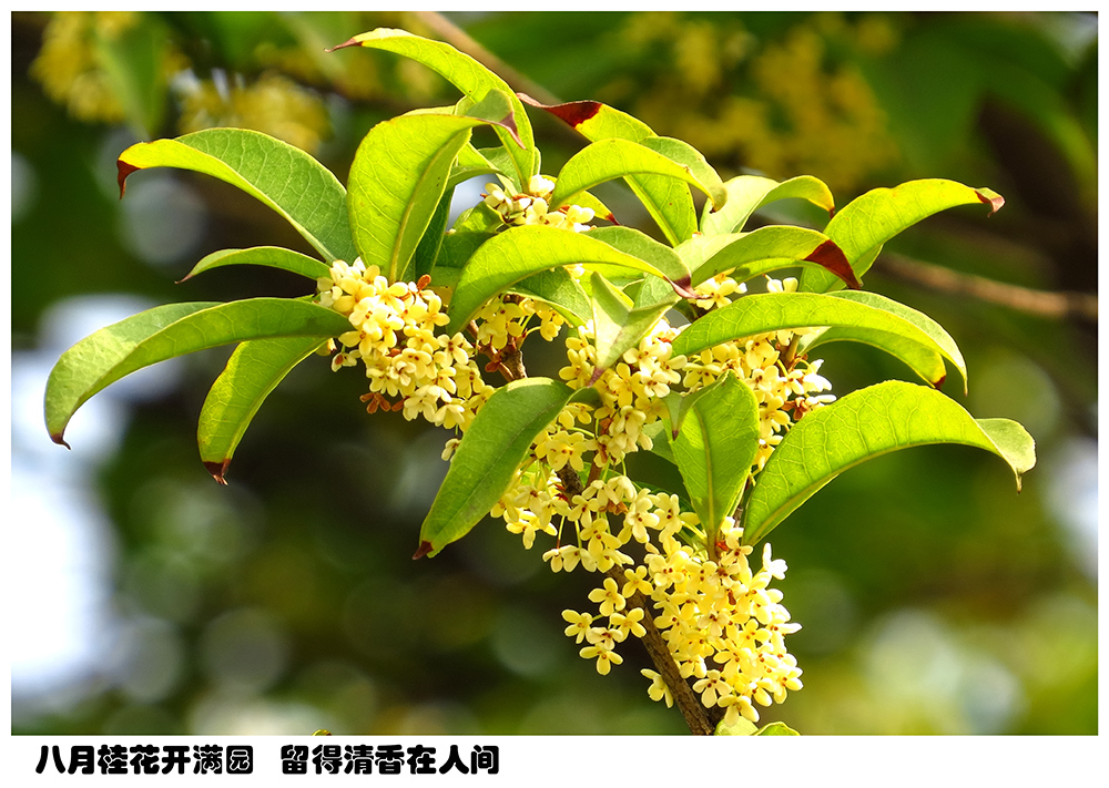 中秋将临，预祝全体宗亲中秋快乐！（文化辑录）.jpg