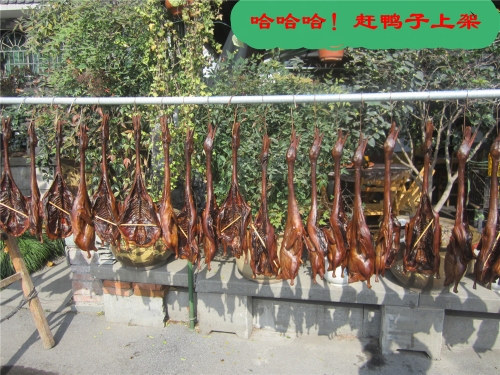 赶鸭子上架（文化辑录）.jpg