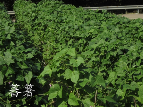 走进山区（文化辑录）.jpg