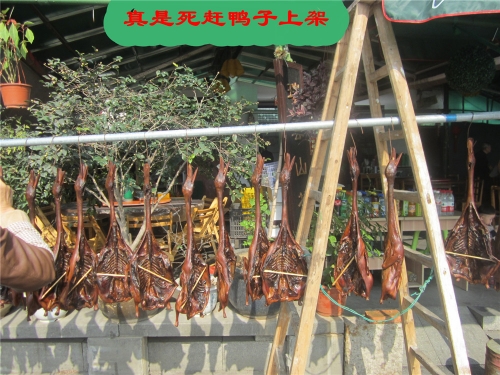 赶鸭子上架（文化辑录）.jpg