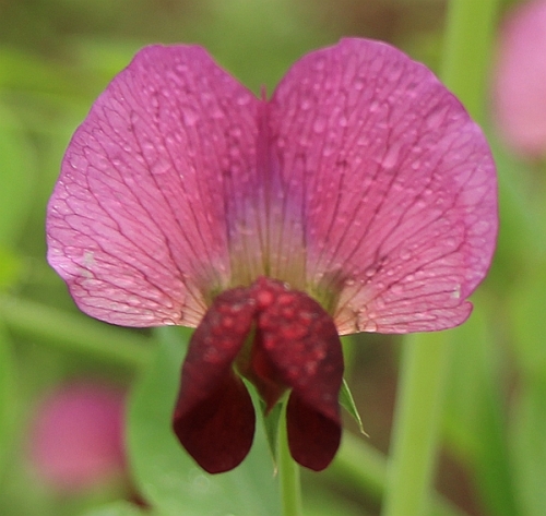 豌豆花（文化辑录）.jpg