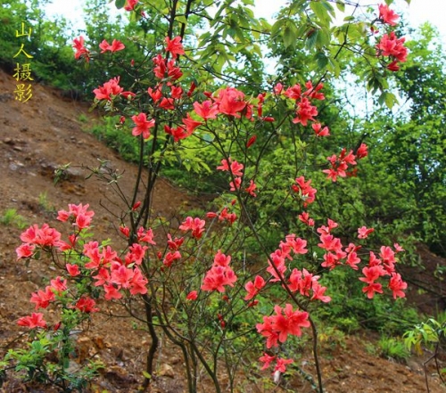 七绝 · 观映山红（文化辑录）.jpg
