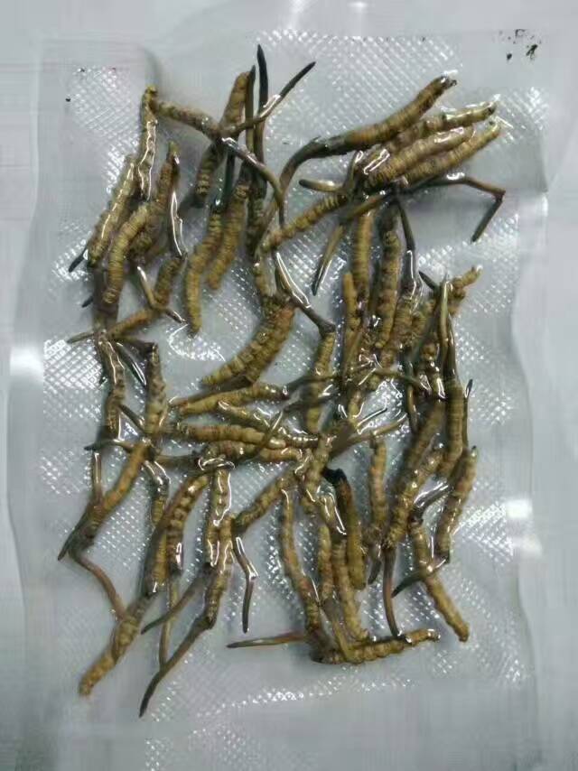 甘肃、青海特产（冬虫夏草及野生黑枸杞）（文化史料）.jpg