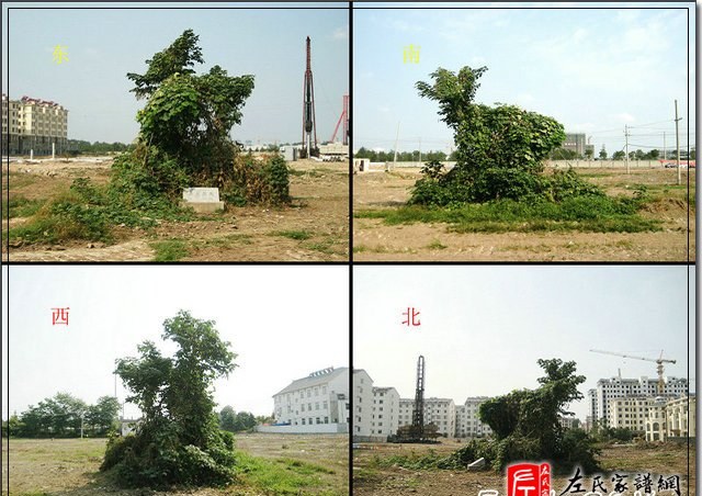 zuo_245c98f10563ca6ea4bf24.jpg