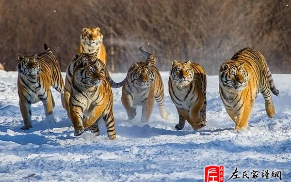 zuo_9e7d4296a5f95305d62ea4.jpg